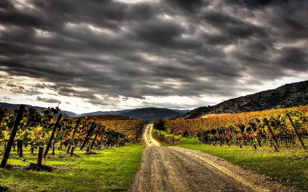 Vineyards